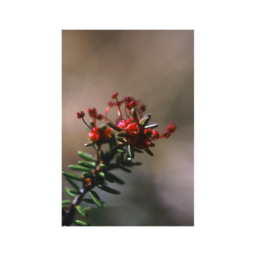 Essenza Singola dell'Alaska - Crowberry (Empetrum nigrum) 7,4 ml