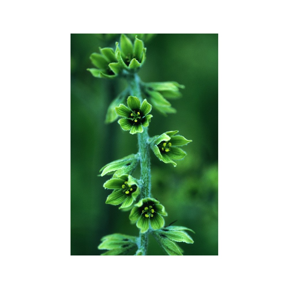 Essenza Singola dell'Alaska - False Hellebore (Veratrum eschscholtzii) 7,4 ml