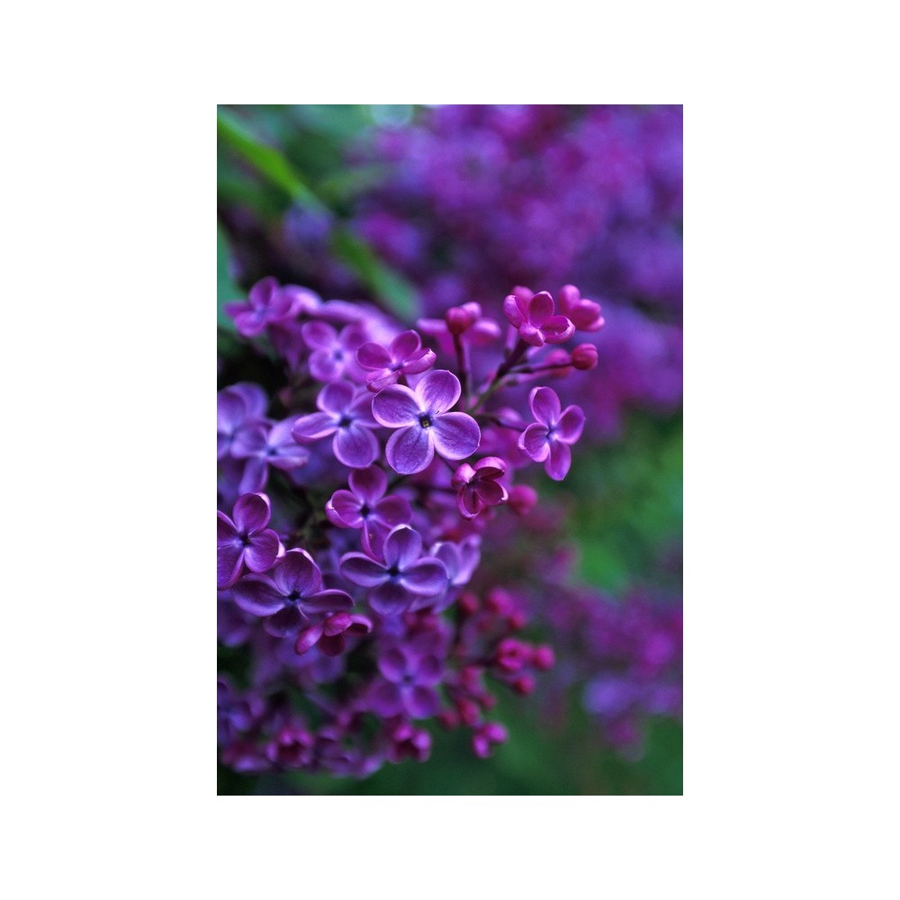 Essence unique d'Alaska - Lilas (Syringa vulgaris) 7,4 ml