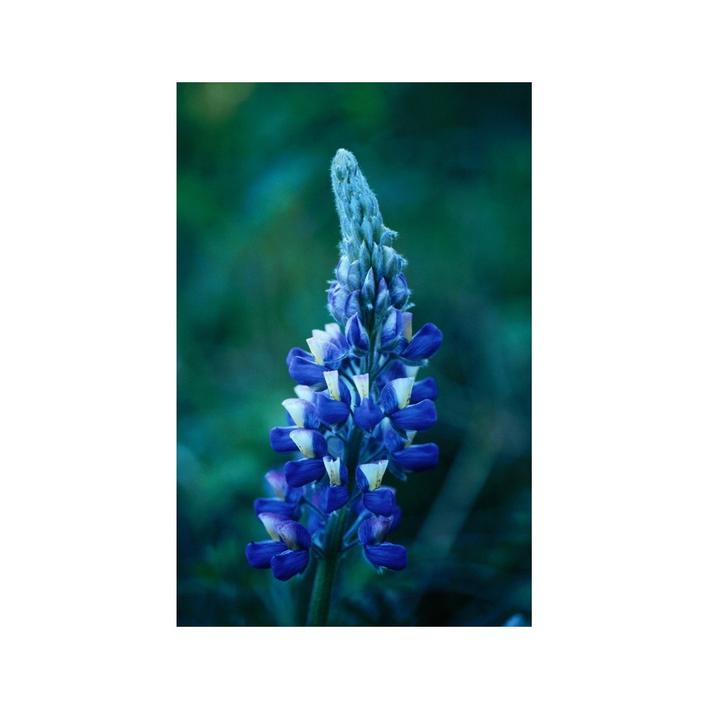 Esencia única de Alaska - Lupin Nootka (Lupinus nootkatensis) 7,4 ml