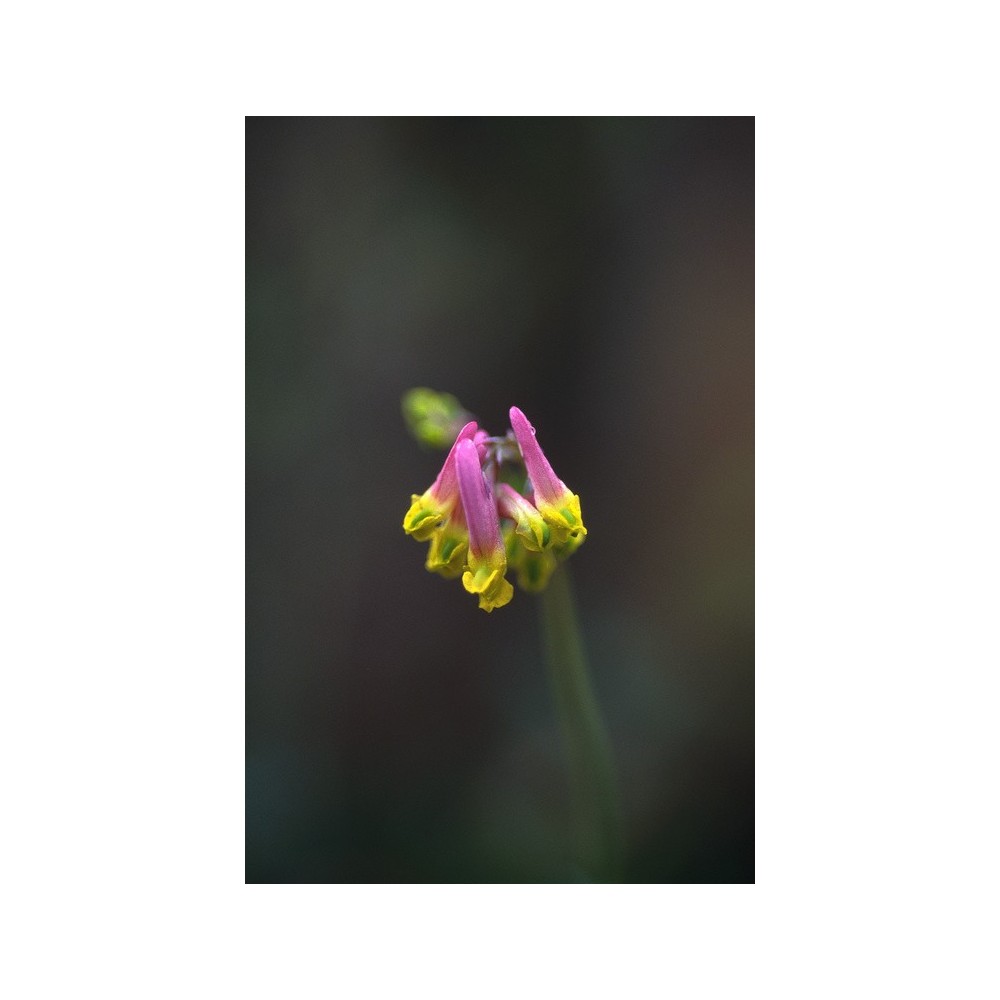 Alaska Single Essence - Corydalis pâle (Corydalis sempervirens) 7,4 ml