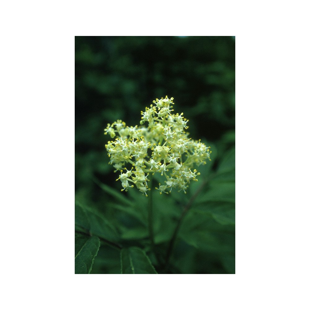 Esencia única de Alaska - Saúco rojo (Sambucus racemosa) 7,4 ml