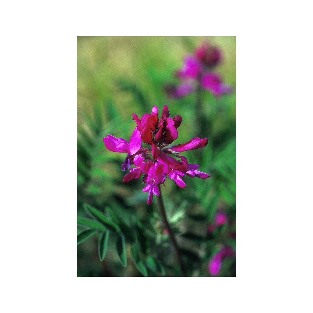 Essenza Singola dell'Alaska - Wild Sweet Pea (Hedysarum mackenzii) 7,4 ml