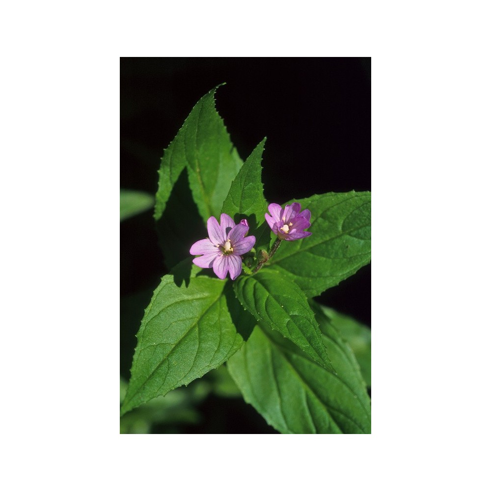 Esencia única de Alaska - Fireweed enano (Epilobium adenocaulon) 7,4 ml