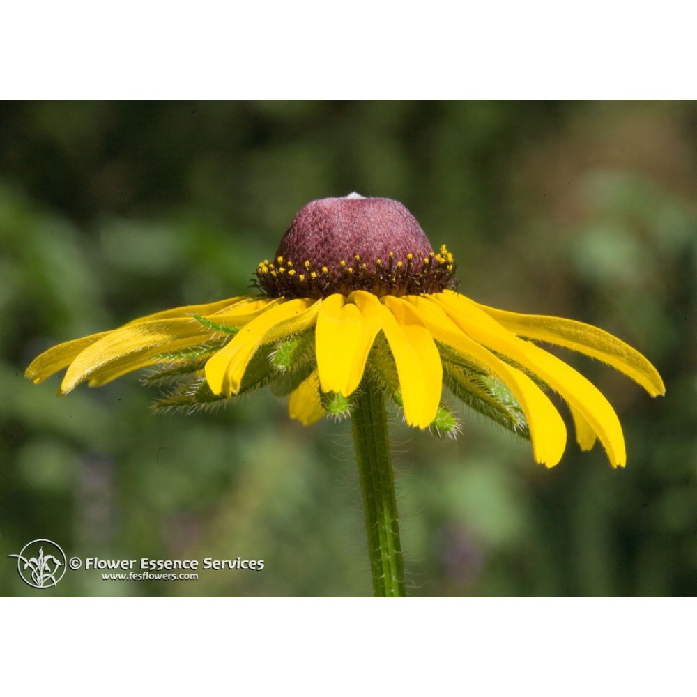 Esencia única californiana FES - Susan de ojos negros (Rudbeckia hirta) 7,4 ml