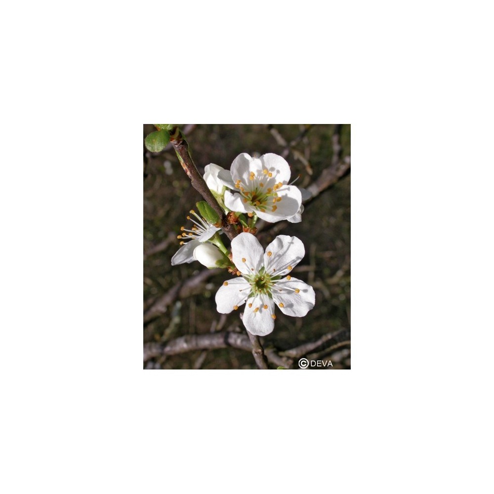 Esencia única DEVA - Prunus (Cereza y ciruela) 10 ml