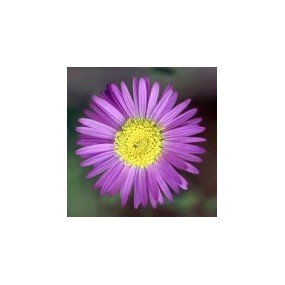 Arizona Desert Single Essence - Purple Aster (Machaeranthera asteroides) 10 ml