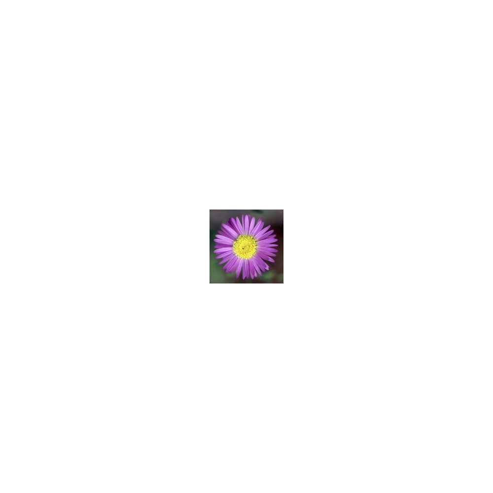 Arizona Desert Single Essence – Lila Aster (Machaeranthera asteroides) 10 ml