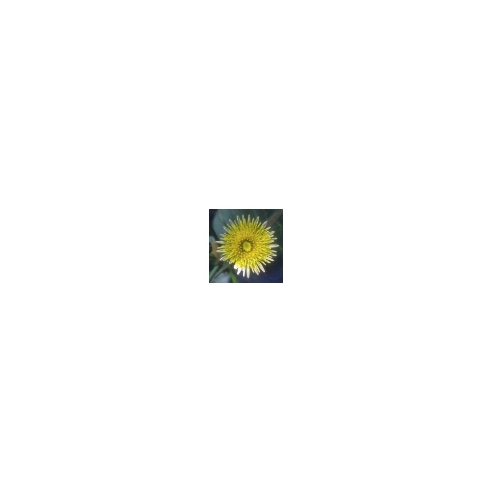 Arizona Desert Single Essence - Sow Thistle (Sonchus oleraceus) 10 ml