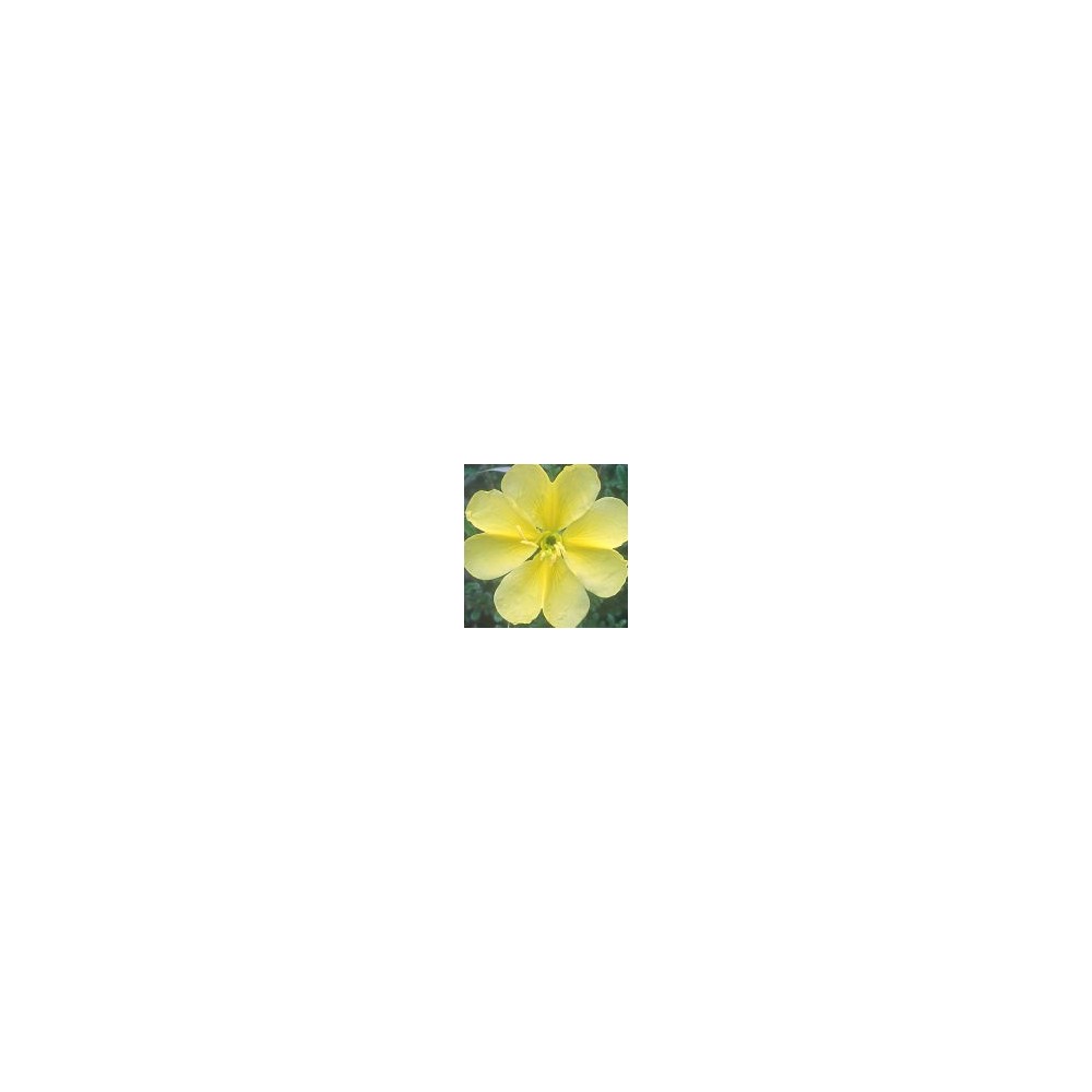 Esencia única del desierto de Arizona - Star Evening Primrose (ex Star Primrose) (Oenothera) 10 ml