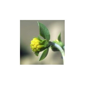 Arizona Desert Single Essence – Tarbush (Flourensia-Zackenbarsch) 10 ml