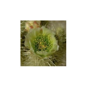 Esencia única del Desierto de Arizona - Teddy Bear Cholla Cactus (Cylindropuntia bigelovii) 10 ml