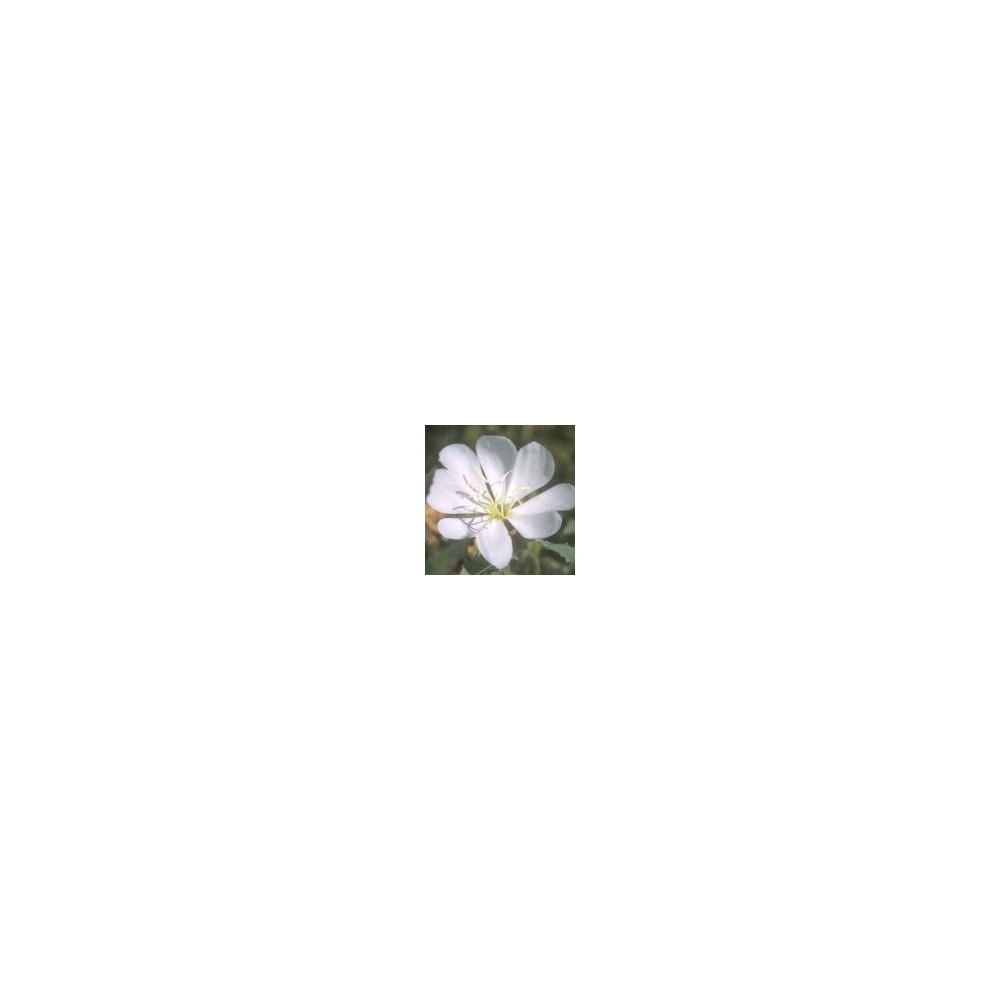 Arizona Desert Single Essence - White Evening Primerose (Oenothera albicaulis) 10 ml