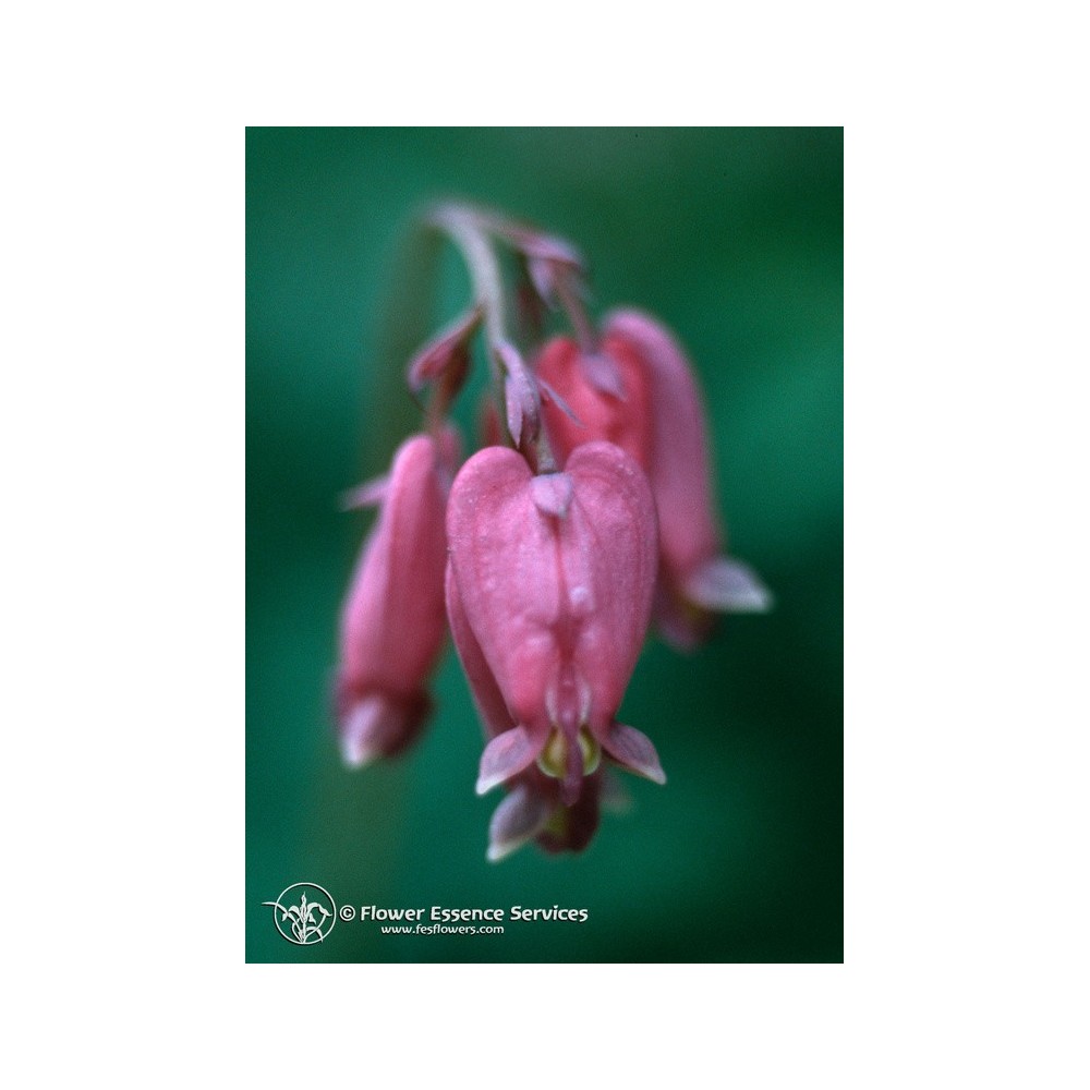 Californian Single Essence FES – Bleeding Heart (Dicentra formosa) 7,4 ml