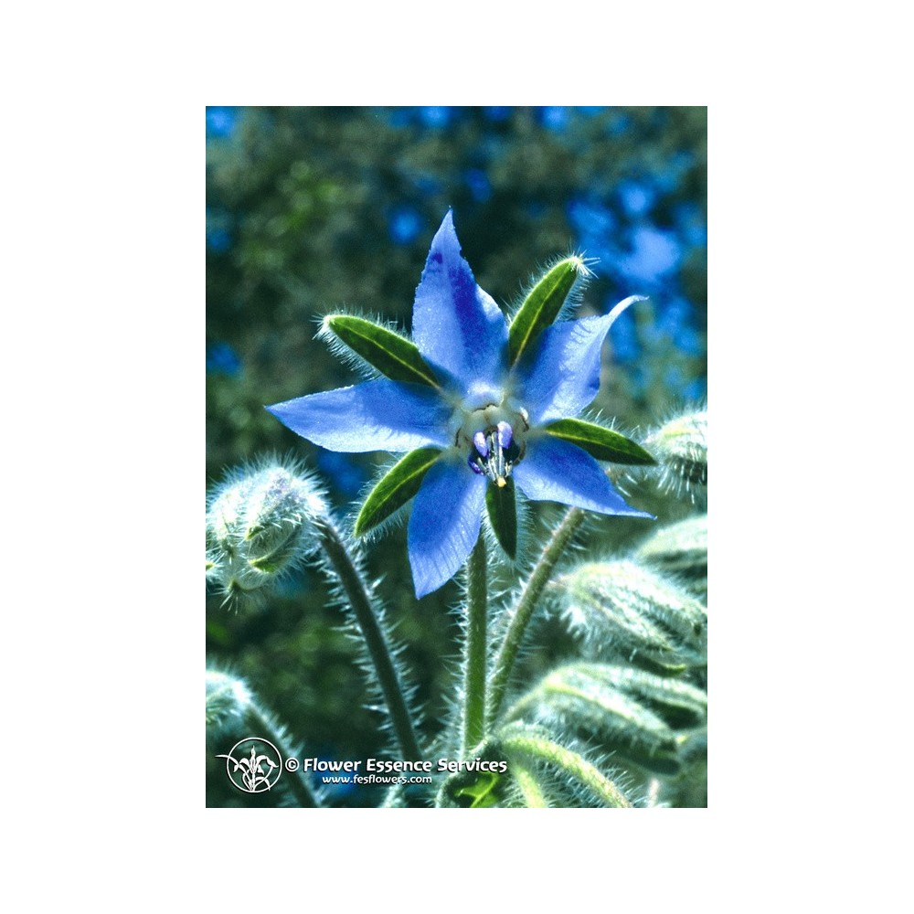 Californian Single Essence FES - Borage (Borago officinalis) 7.4 ml