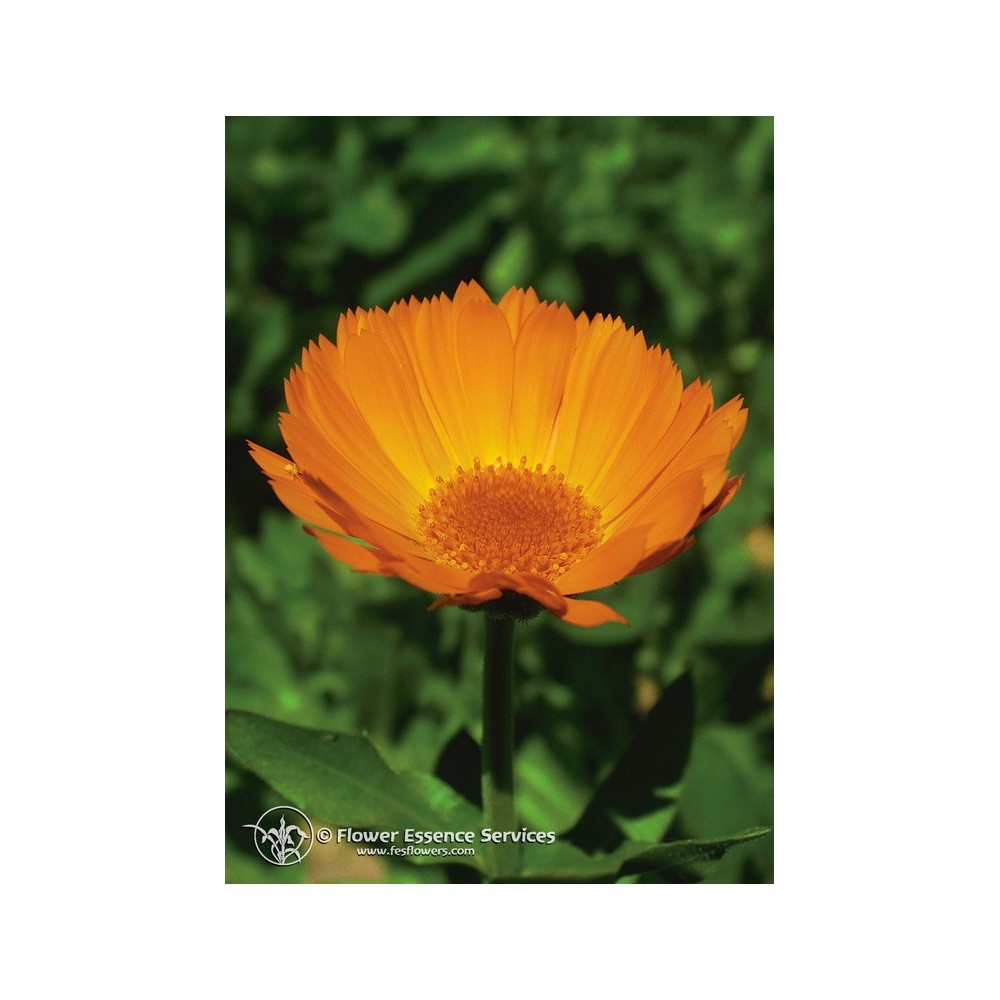 Essenza Singola Californiana FES - Calendula (Calendula officinalis) 7,4 ml