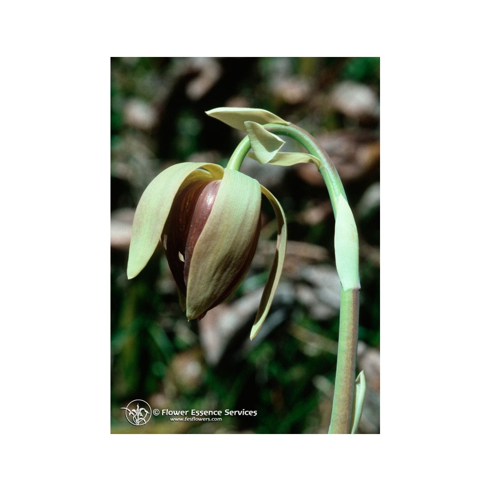 Essence unique californienne FES - Plante de Californie (Darlingtonia californica) 7,4 ml