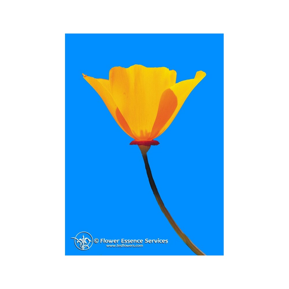 Essenza Singola Californiana FES - California Poppy (Eschscholzia californica) 7,4 ml