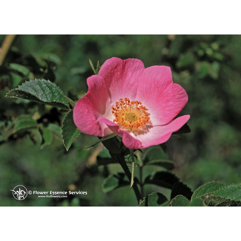 Californian Single Essence FES – Kalifornische Wildrose (Rosa californica) 7,4 ml