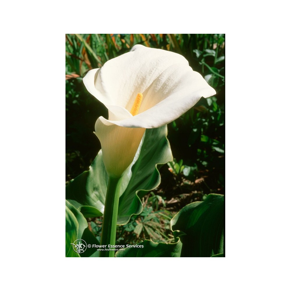 Esencia única californiana FES - Calla Lily (Zantedeschia aethiopica) 7,4 ml