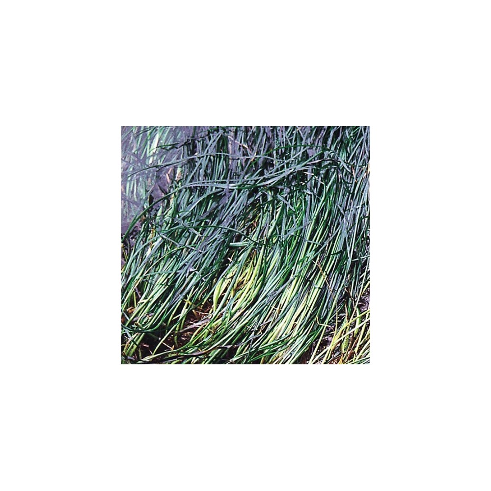 Pacific Single Essence - Surfgrass 7,4 ml