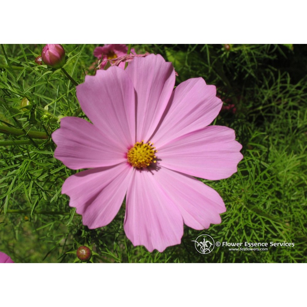 Esencia única californiana FES - Cosmos (Cosmos bipinnatus) 7,4 ml