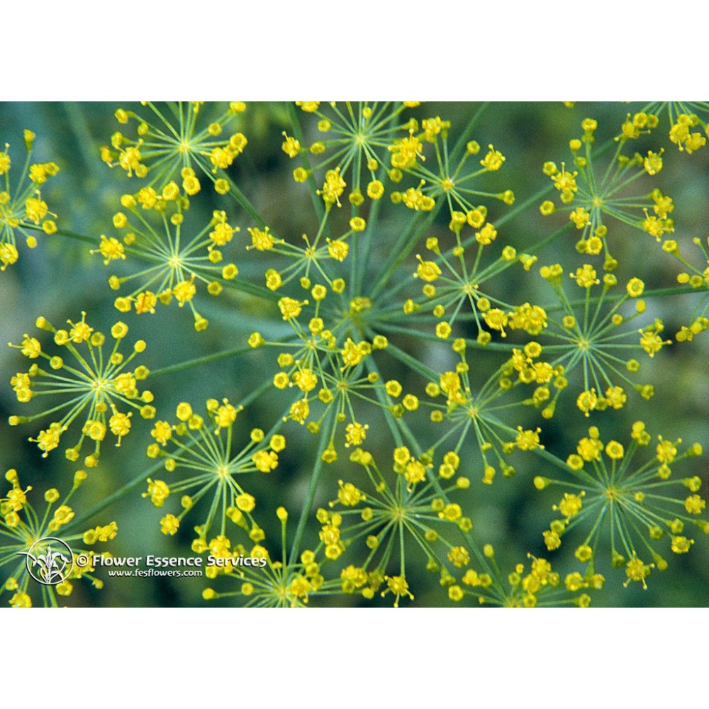 Esencia única californiana FES - Eneldo (Anethum graveolens) 7,4 ml