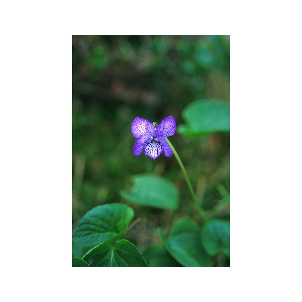 Esencia única de Alaska - Violeta de Alaska (Viola langsdorfii) 7,4 ml