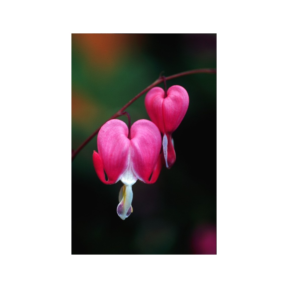 Esencia única de Alaska - Corazón sangrante (Dicentra specibalis) 7,4 ml