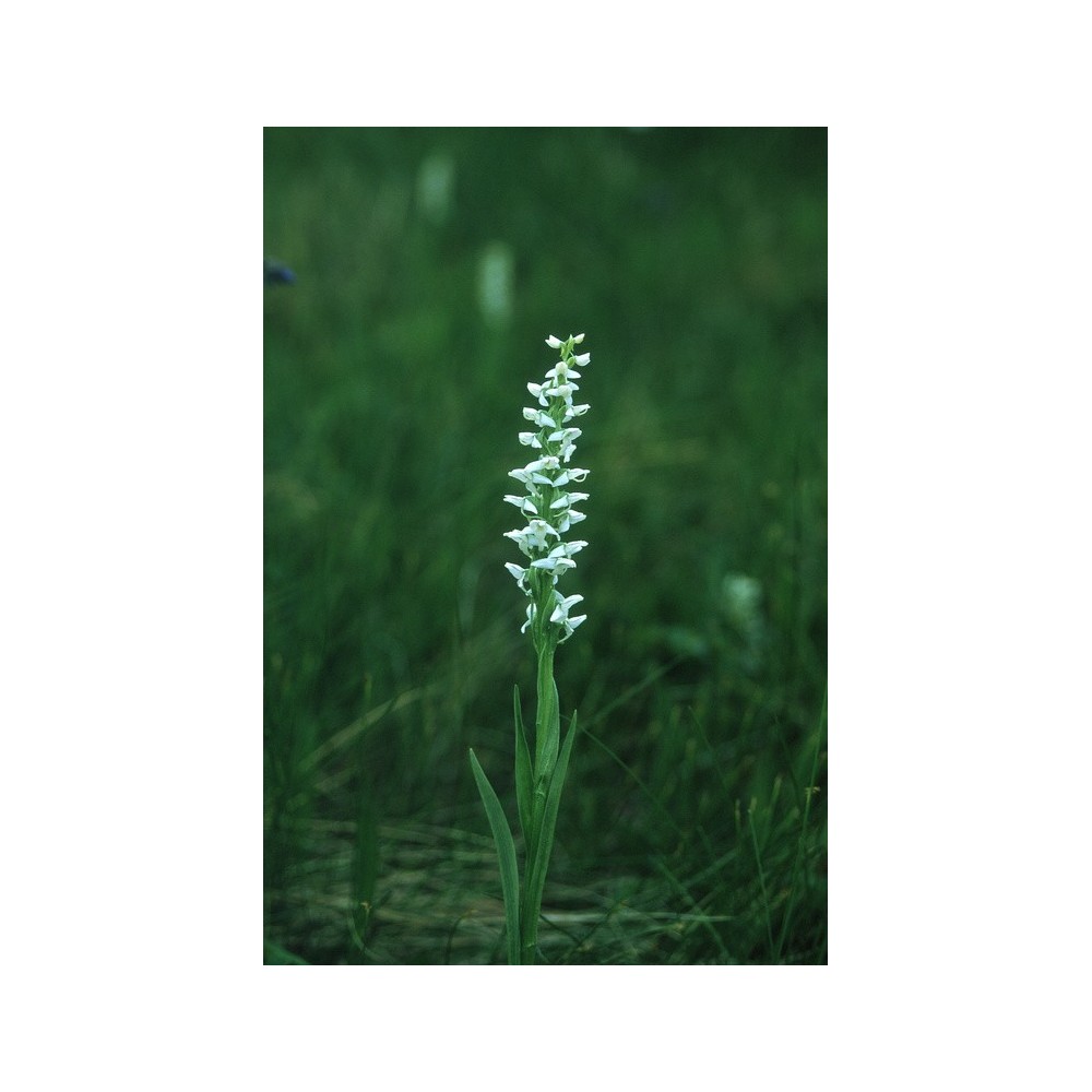 Alaska Single Essence - Bog Candle (Platanthera dilatata) 7.4 ml