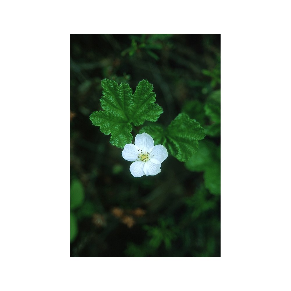 Esencia única de Alaska - Mora de los pantanos (Rubus chamaemorus) 7,4 ml