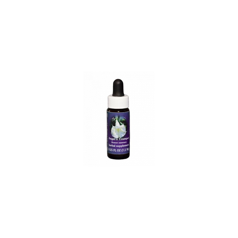 Trompette des anges (Datura candida) 7.4ml