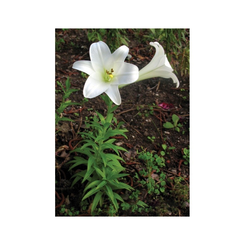 Lys de Pâques (Lilium longiflorum) 7.4ml