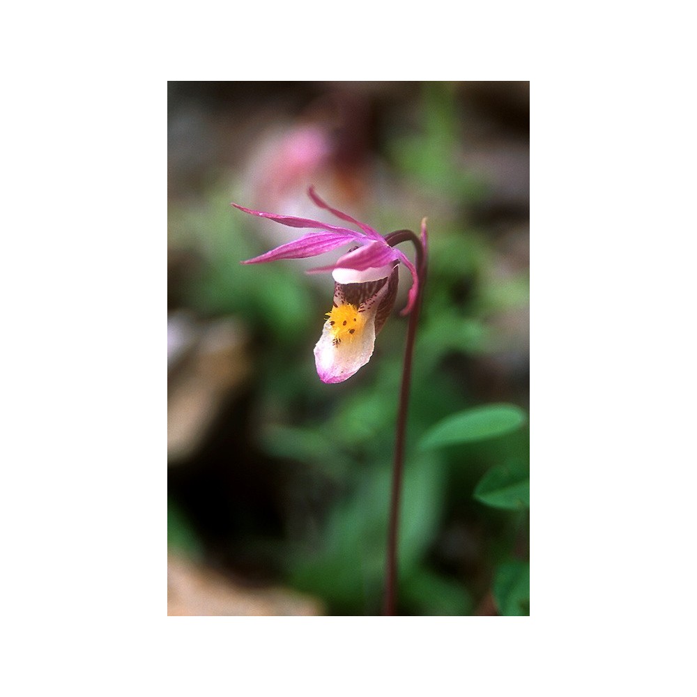 Esencia única de Alaska - Zapatilla de hadas (Calypso bulbosa) 7,4 ml