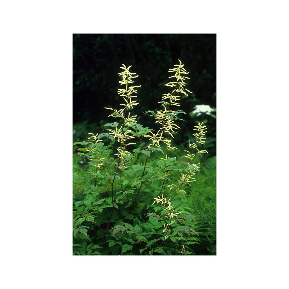 Essenza Singola dell'Alaska - Goatsbeard (Aruncus sylvester) 7,4 ml