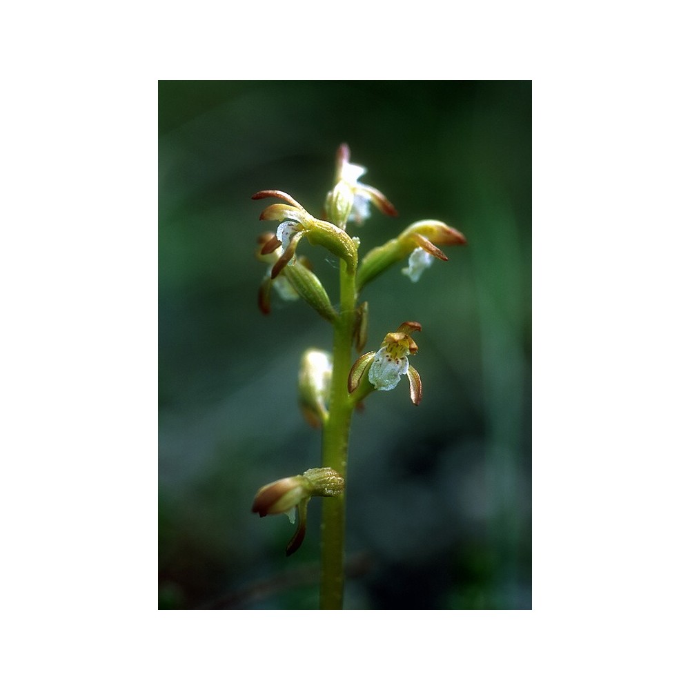 Essenza Singola dell'Alaska - Northern Coral Root  (Corallorhiza trifida) 7,4 ml