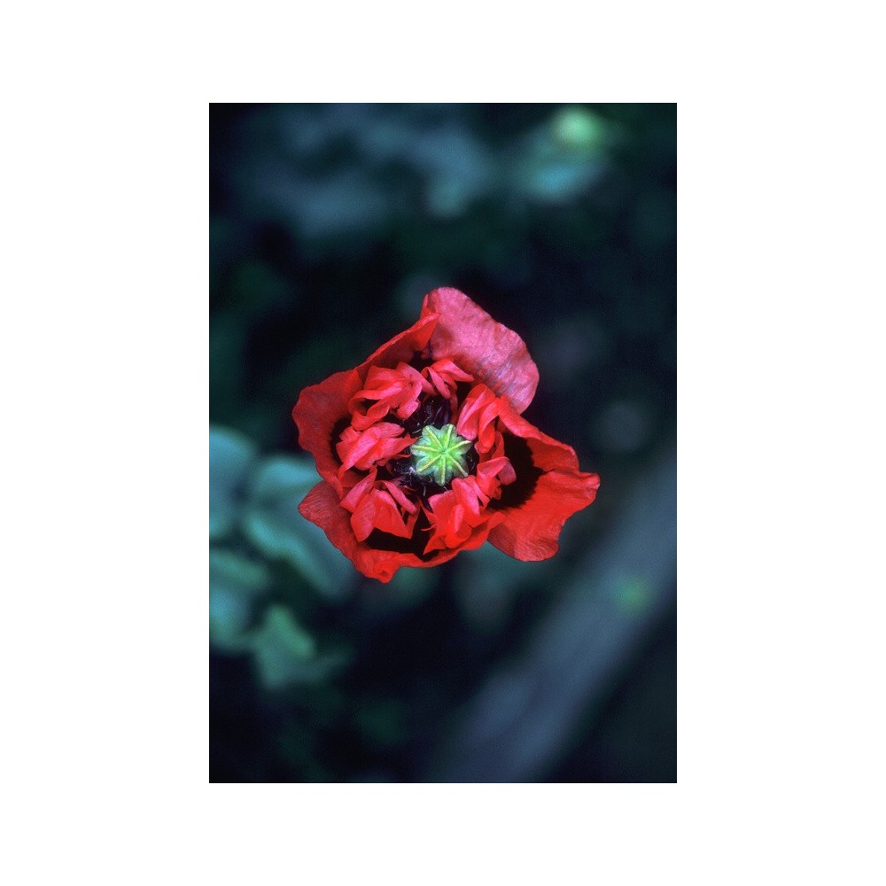 Esencia única de Alaska - Amapola Roja Púrpura (Papaver somniferum) 7,4 ml