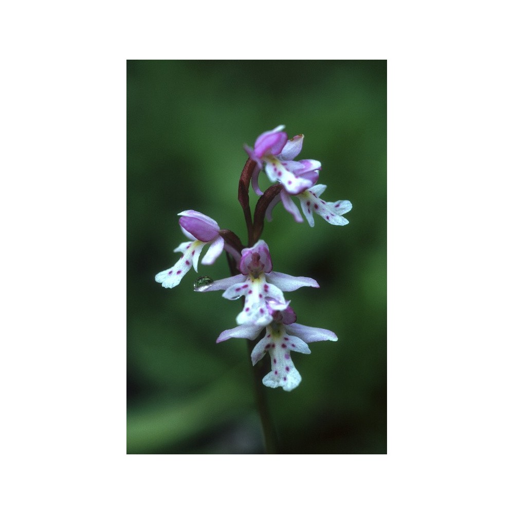 Esencia única de Alaska - Orquídea de hoja redonda (Amerorchis rotundifolia) 7,4 ml