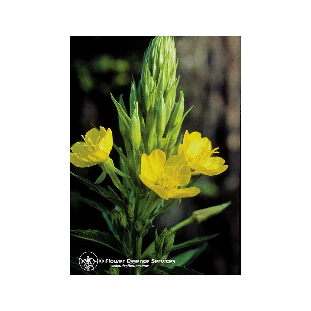 Essence unique californienne FES - Onagre (Oenothera elata) 7,4 ml