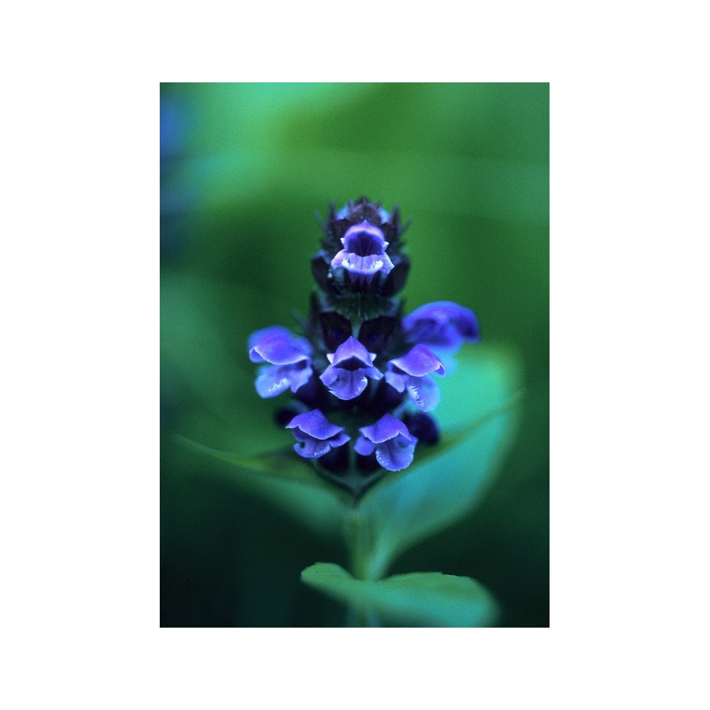 Alaska Single Essence - Auto-guérison (Prunella vulgaris) 7,4 ml