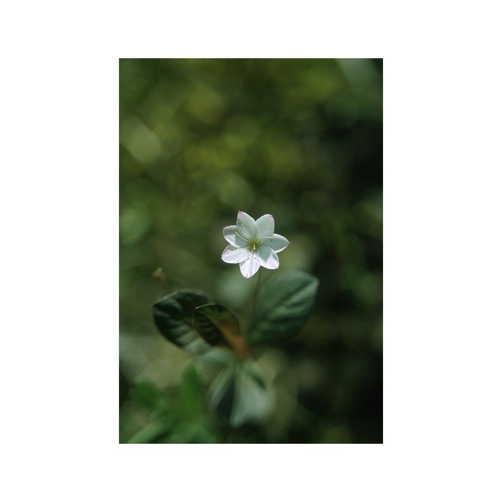 Essenza Singola dell'Alaska - Self heal (Prunella vulgaris) 7,4 ml