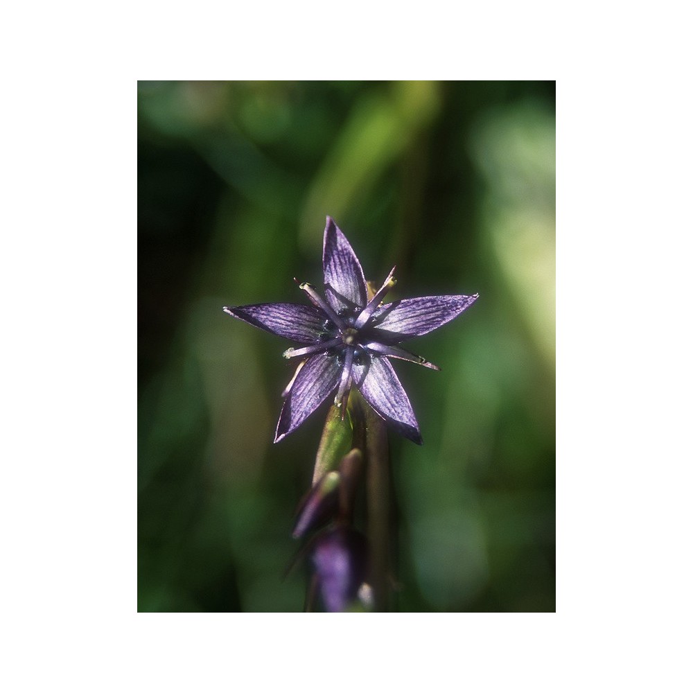 Essenza Singola dell'Alaska - Star Gentian (Swertia perennis) 7,4 ml