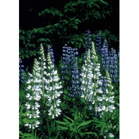 Essence unique d'Alaska - Lupin blanc (Lupinus nootkatensis) 7,4 ml