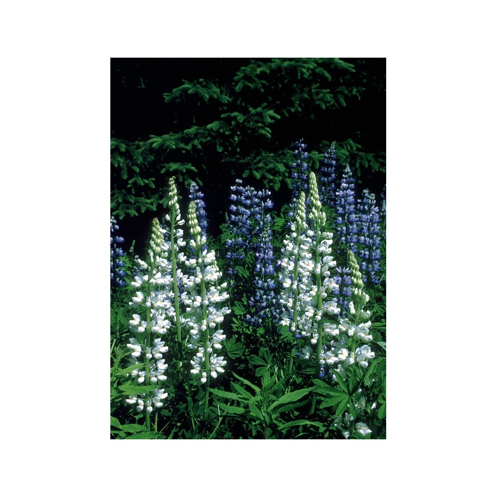 Essenza Singola dell'Alaska - White Lupine (Lupinus nootkatensis) 7,4 ml