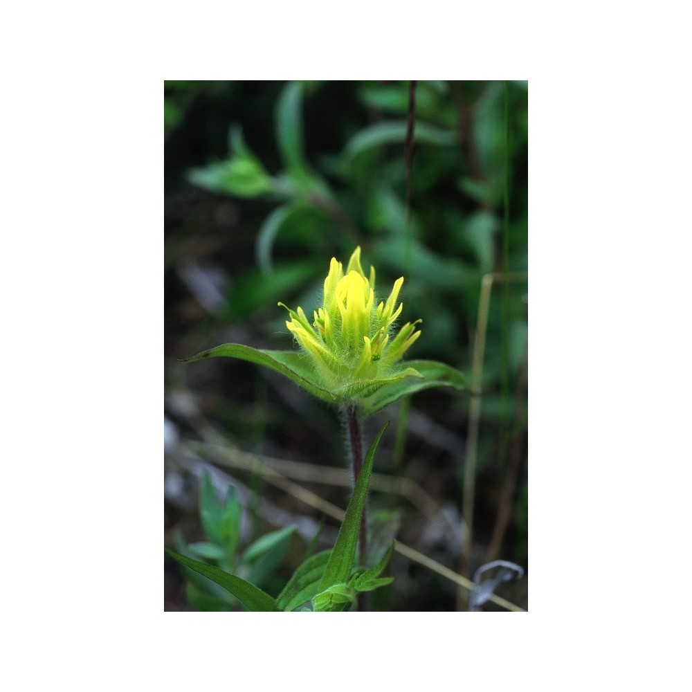 Essenza Singola dell'Alaska - Yellow Paintbrush (Castilleja unalaschensis) 7,4 ml