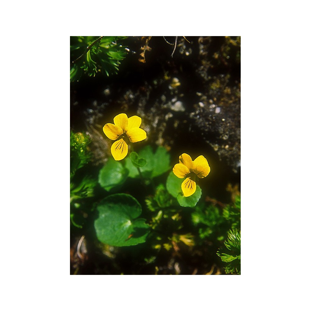 Essenza Singola dell'Alaska - Yellow Violet (Viola biflora) 7,4 ml