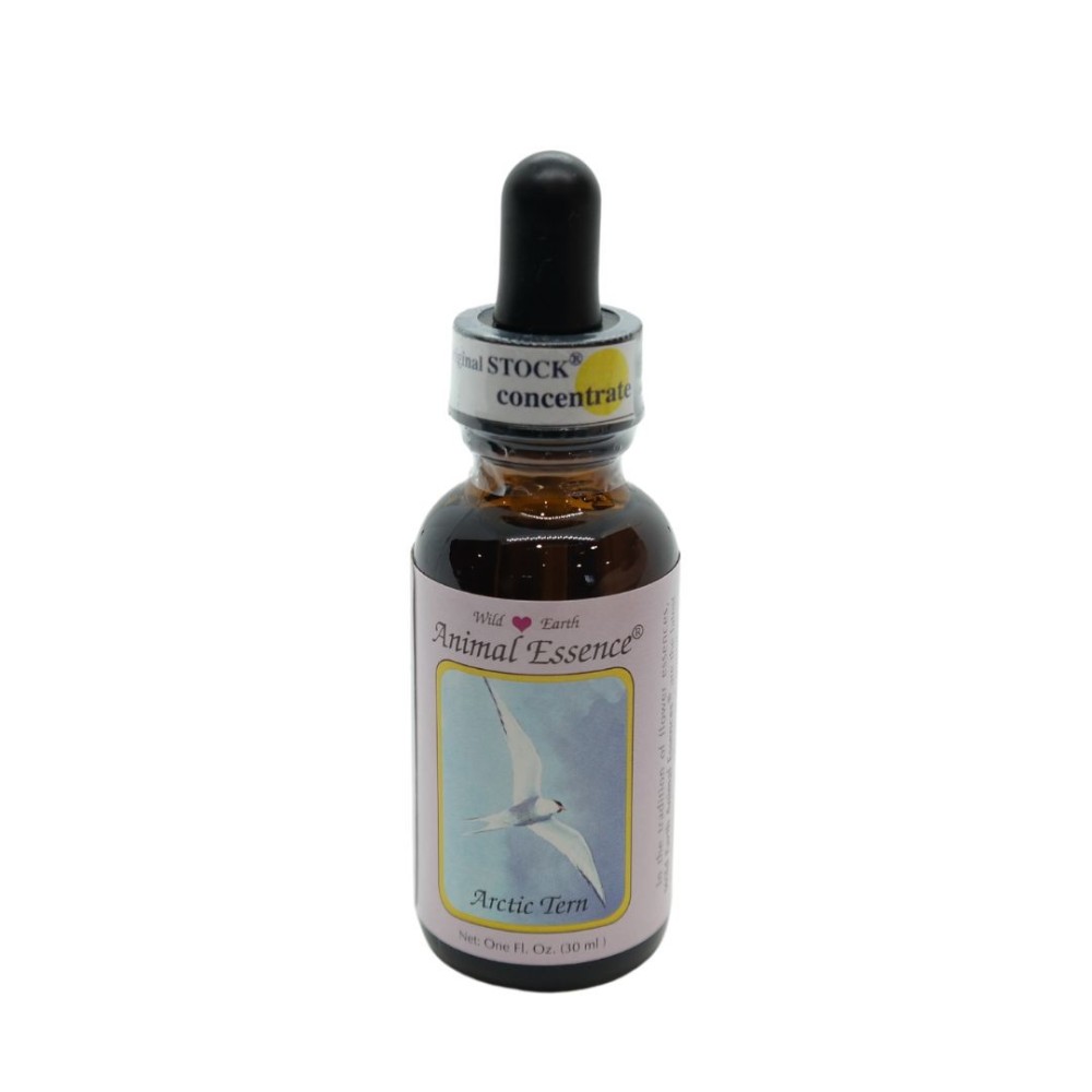 Sterne arctique (Sterne arctique) 30 ml