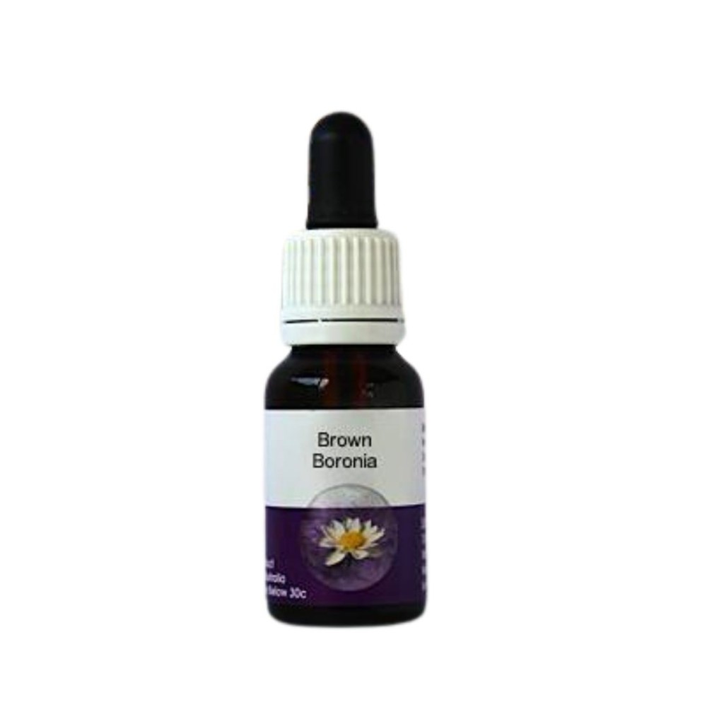 Brown Boronia (Boronia megastigma) 15 ml