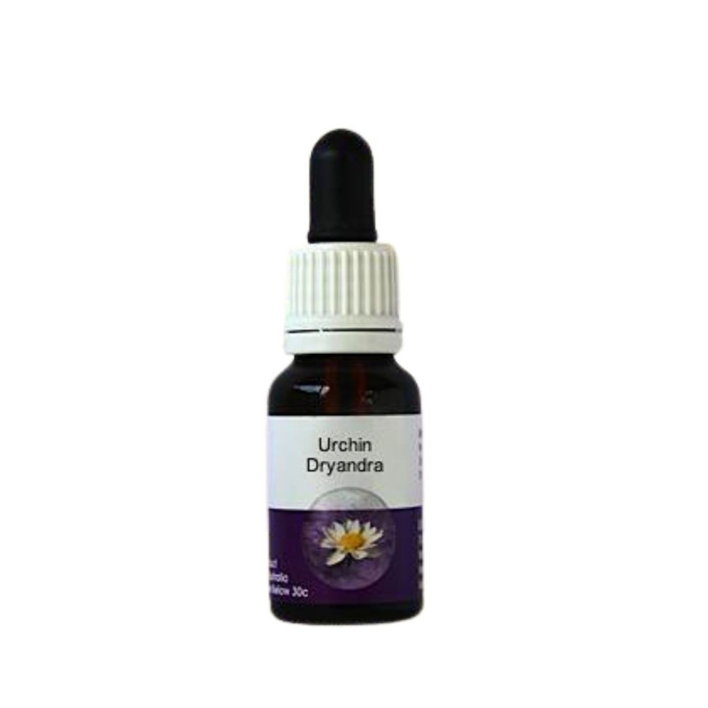 Oursin Dryandra (Dryandra praemorsa) 15ml