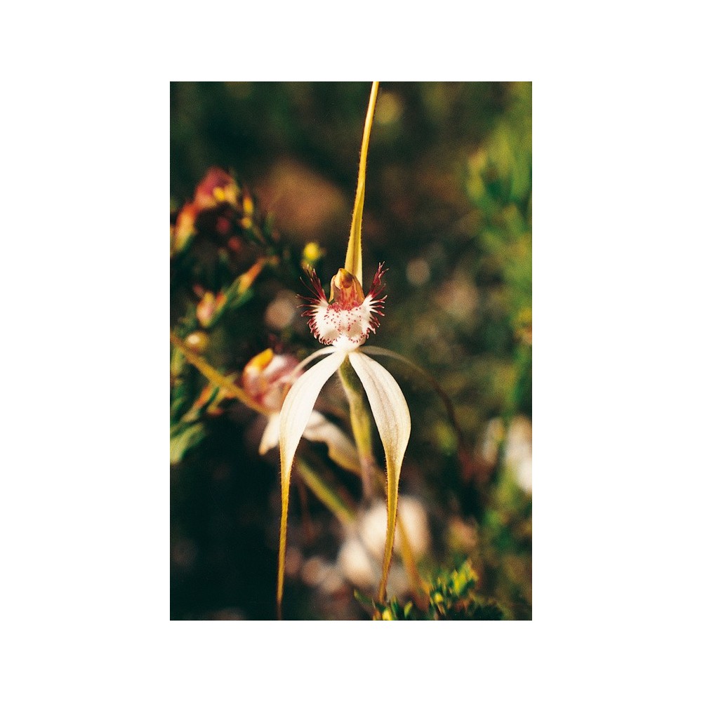 Esencia única Australian Living - Orquídea Araña Blanca (Caladenia patersonii) 15 ml